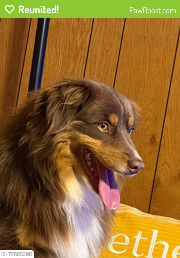 Reunited Male Dog last seen Behind housing around Science Hill High School, Johnson City, TN 37604