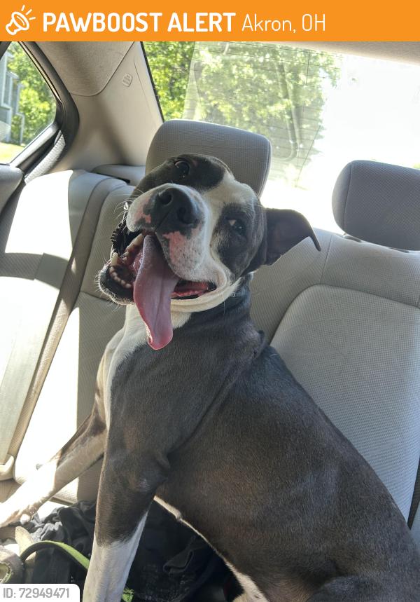 Found/Stray Male Dog last seen Near a Fire Department, Akron, OH 44317