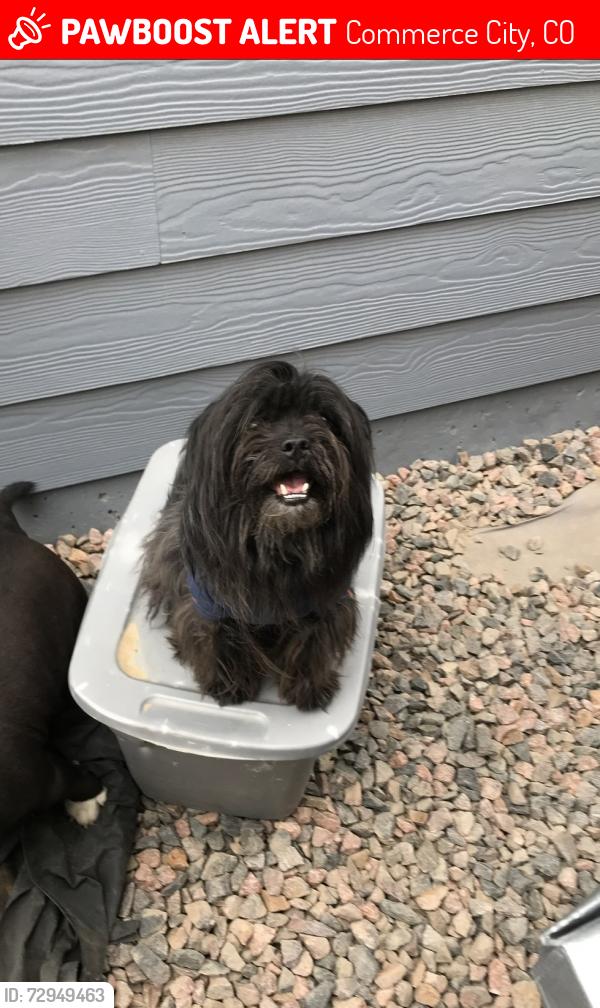 Lost Male Dog last seen 89th street, Commerce City, CO 80022