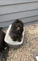 Lost Male Dog last seen 89th street , Commerce City, CO 80022