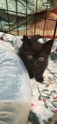 Found/Stray Male Cat last seen McEver & Flatcreek Rd. Oakwood, GA, Oakwood, GA 30566