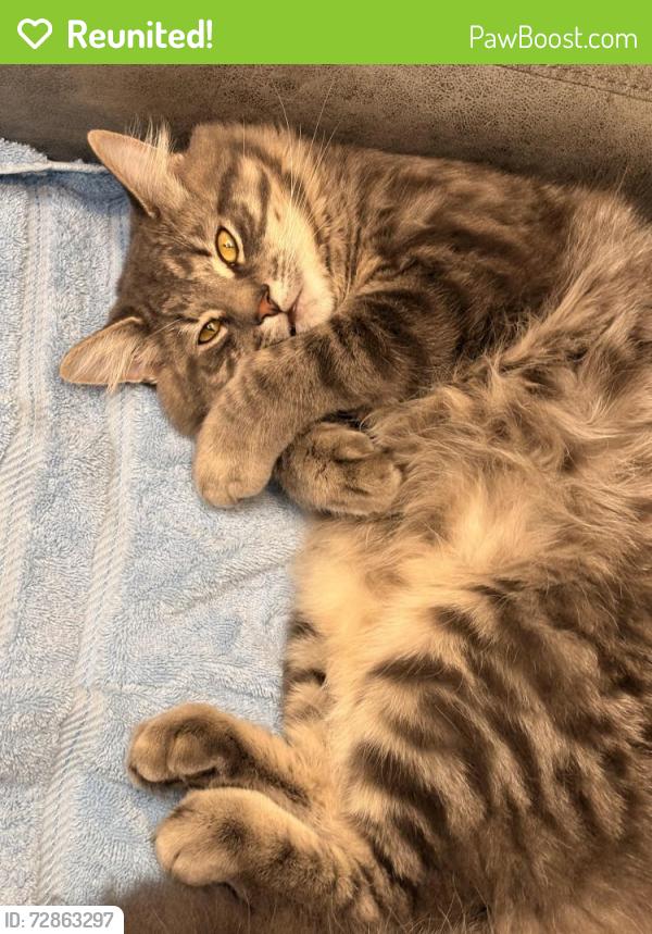 Reunited Male Cat last seen Catherine st Chicopee ma, Chicopee, MA 01013