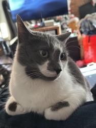 Reunited Female Cat last seen Talmadge and Ariel, behind Michael’s, Toledo, OH 43623