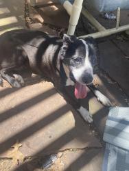 Found/Stray Female Dog last seen Top Golf, Bryan, TX 77801