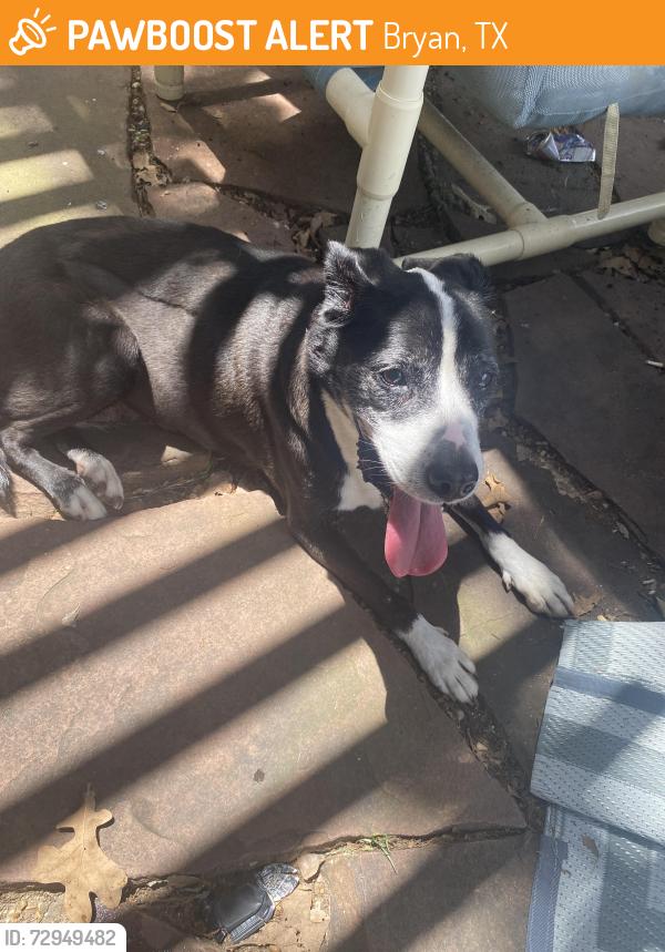 Found/Stray Female Dog last seen Top Golf, Bryan, TX 77801