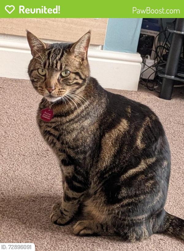 Reunited Male Cat last seen Patterdale Road Hull HU5 , Kingston upon Hull, England HU5