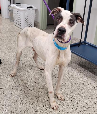 Shelter Stray Male Dog last seen Near BLOCK PARKLAND ST, DETROIT MI 48239, Detroit, MI 48211