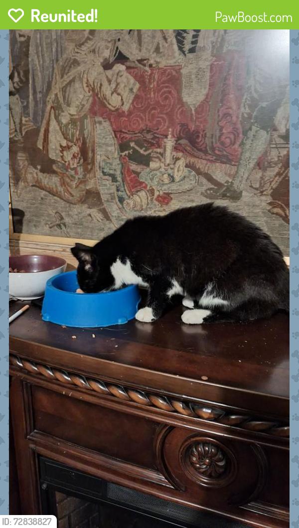 Reunited Female Cat last seen Love Avenue , Quarrier's Village, Scotland PA11 3FD