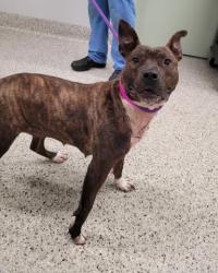 Shelter Stray Female Dog last seen Near BLOCK 3 MILE DR, DETROIT MI 48224, Detroit, MI 48211