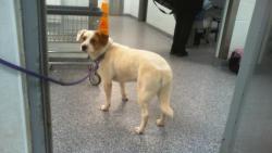 Shelter Stray Male Dog last seen CHARLOTTE, Charlotte, NC 28217
