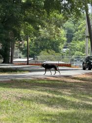 Found/Stray Unknown Dog last seen Lindley park and starmount Dr , Greensboro, NC 27403