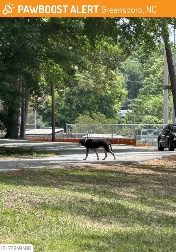 Found/Stray Unknown Dog last seen Lindley park and starmount Dr , Greensboro, NC 27403