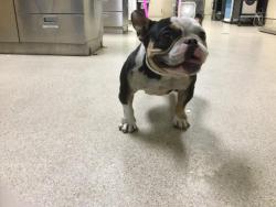 Shelter Stray Female Dog last seen Near BLOCK MISSION INN AVE, RIVERSIDE, CA, Jurupa Valley, CA 92509
