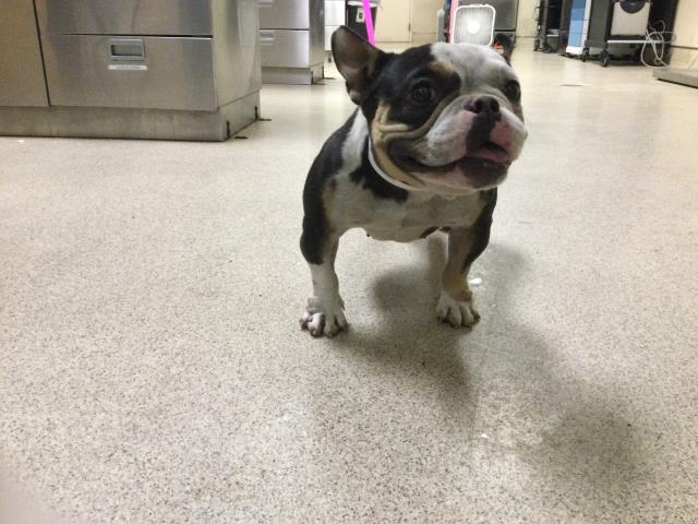 Shelter Stray Female Dog last seen Near BLOCK MISSION INN AVE, RIVERSIDE, CA, Jurupa Valley, CA 92509