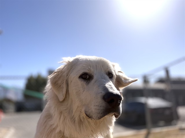 Shelter Stray Male Dog last seen Near BLOCK RIDGEWOOD RD, HEMET CA 92544, San Jacinto, CA 92582