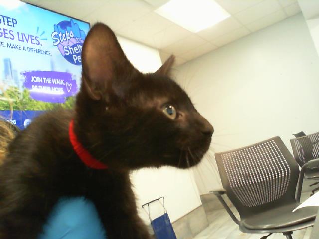 Shelter Stray Male Cat last seen CHARLOTTE, Charlotte, NC 28217
