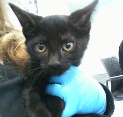 Shelter Stray Male Cat last seen CHARLOTTE, Charlotte, NC 28217