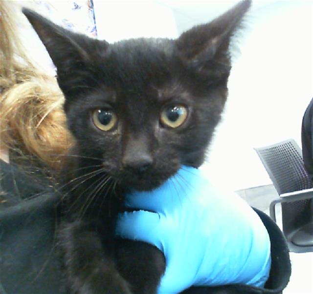 Shelter Stray Male Cat last seen CHARLOTTE, Charlotte, NC 28217