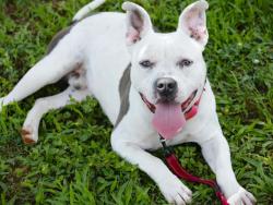 Shelter Stray Male Dog last seen Near BLOCK ISABELLE DR, TALLAHASSEE FL 32305, Tallahassee, FL 32311