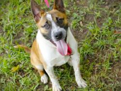 Shelter Stray Male Dog last seen Near BLOCK JULIE BUG CT, TALLAHASSEE FL 32312, Tallahassee, FL 32311