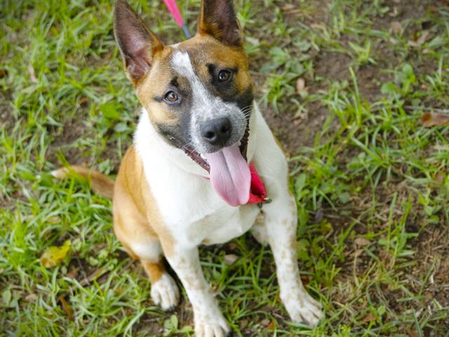 Shelter Stray Male Dog last seen Near BLOCK JULIE BUG CT, TALLAHASSEE FL 32312, Tallahassee, FL 32311