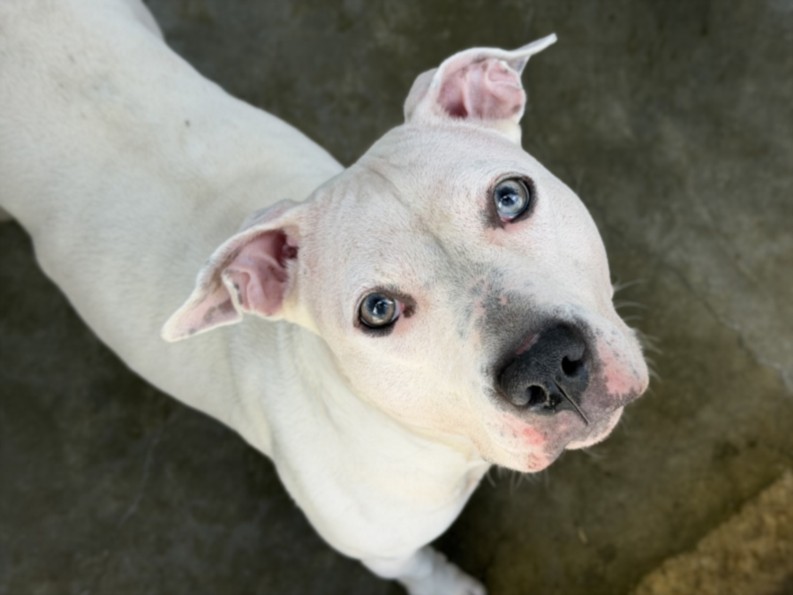 Shelter Stray Female Dog last seen , Los Angeles, CA 90047