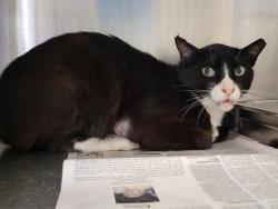 Shelter Stray Male Cat last seen , San Pedro, CA 90731