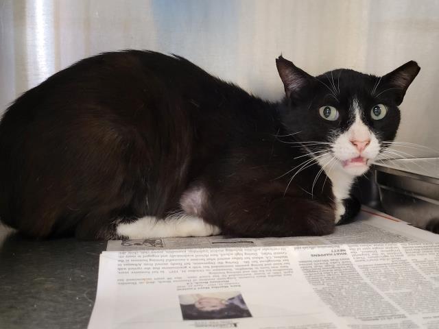 Shelter Stray Male Cat last seen , San Pedro, CA 90731