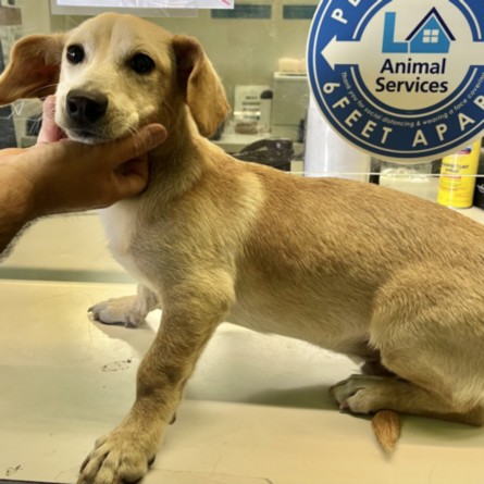 Shelter Stray Male Dog last seen , Los Angeles, CA 90047