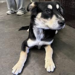 Shelter Stray Female Dog last seen , Los Angeles, CA 90047