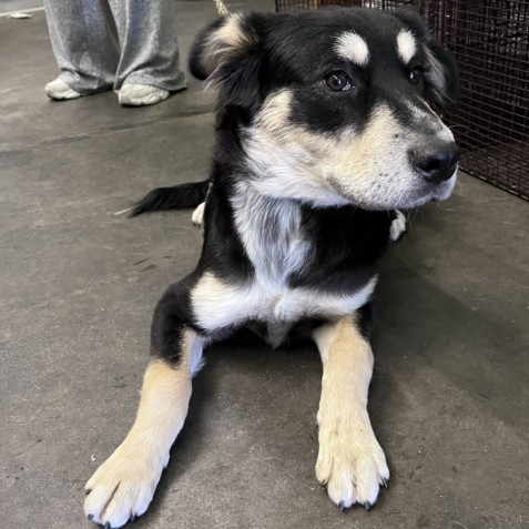 Shelter Stray Female Dog last seen , Los Angeles, CA 90047