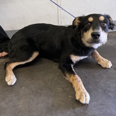 Shelter Stray Female Dog last seen , Los Angeles, CA 90047