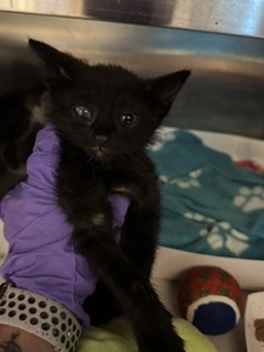 Shelter Stray Male Cat last seen W FLAGLER & SW 53 AVE, Doral, FL 33122