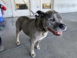 Shelter Stray Female Dog last seen , Los Angeles, CA 90047