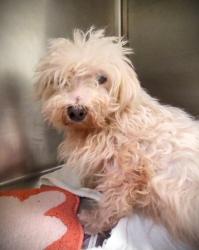 Shelter Stray Male Dog last seen , Los Angeles, CA 90047
