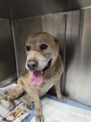 Shelter Stray Male Dog last seen , Los Angeles, CA 90047