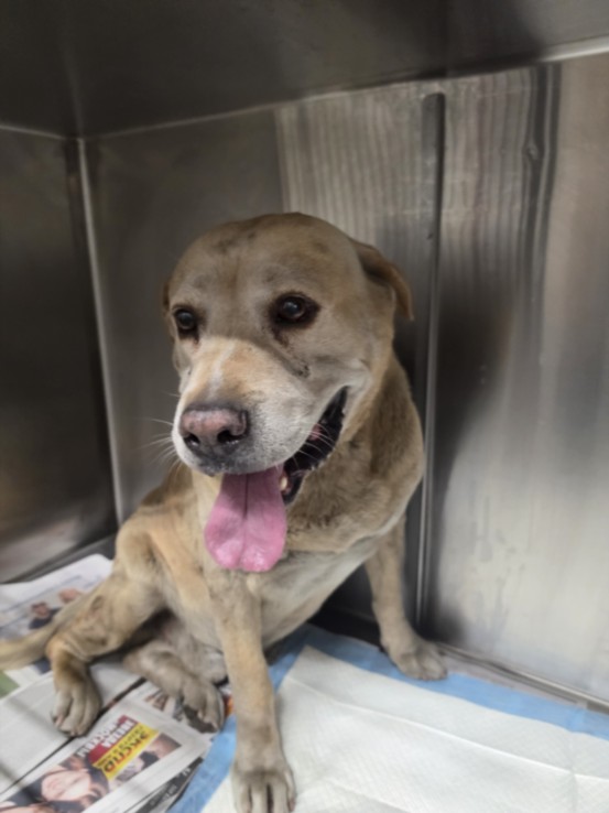 Shelter Stray Male Dog last seen , Los Angeles, CA 90047