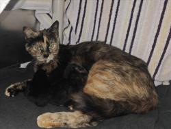 Shelter Stray Female Cat last seen Near BLOCK PUEBLO BONITA SANTA FE NM 87507, 100 Caja Del Rio Rd, Santa Fe, NM 87507, USA