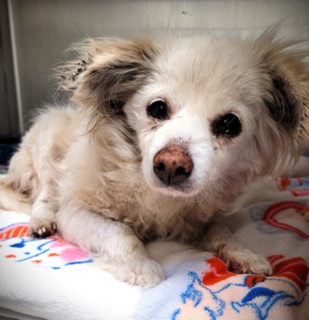 Shelter Stray Female Dog last seen , Los Angeles, CA 90047