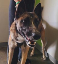 Shelter Stray Male Dog last seen , Los Angeles, CA 90047