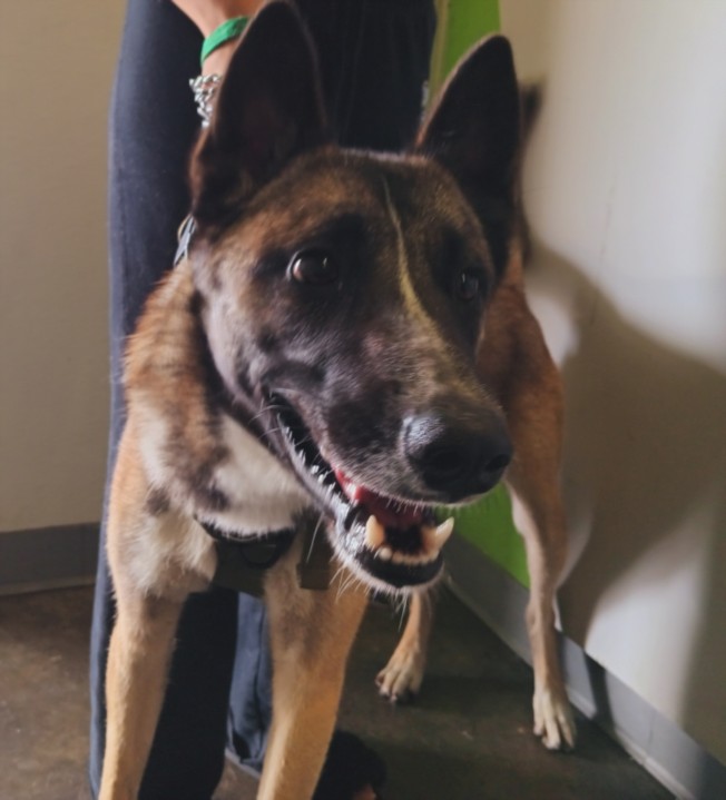Shelter Stray Male Dog last seen , Los Angeles, CA 90047