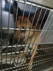 Shelter Stray Male Dog last seen , Los Angeles, CA 90047
