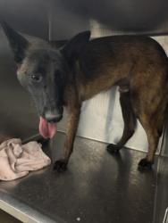 Shelter Stray Male Dog last seen , Los Angeles, CA 90047