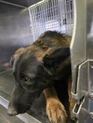 Shelter Stray Male Dog last seen , Los Angeles, CA 90047