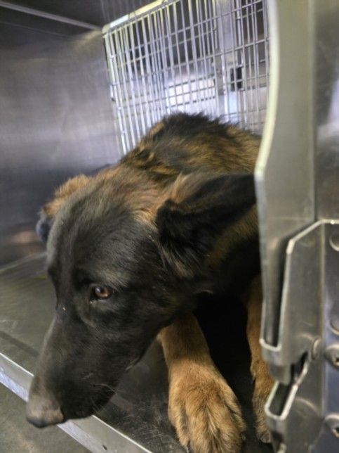 Shelter Stray Male Dog last seen , Los Angeles, CA 90047