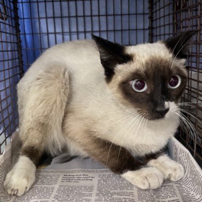 Shelter Stray Female Cat last seen , Los Angeles, CA 90047