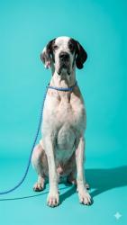 Shelter Stray Male Dog last seen WAGENHALS LN, Jacksonville, FL 32204