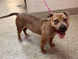 Shelter Stray Female Dog last seen Near BLOCK SULLIVAN AVE, COLORADO SPRINGS CO 80911, Colorado Springs, CO 80905