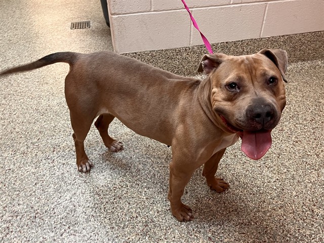Shelter Stray Female Dog last seen Near BLOCK SULLIVAN AVE, COLORADO SPRINGS CO 80911, Colorado Springs, CO 80905