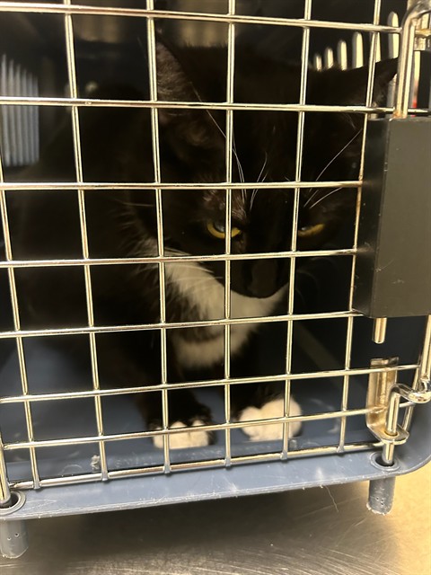Shelter Stray Female Cat last seen Near BLOCK CLAUDE CT, Brighton, CO 80601